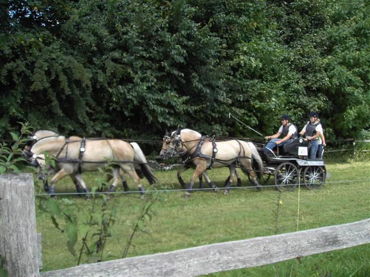 VM i kørsel for pony - marathon - Thomas Koppen - Tyskland billede 17