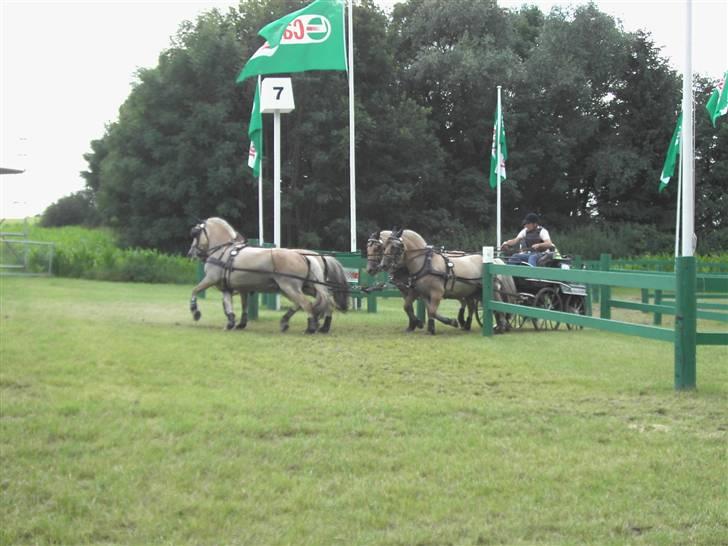 VM i kørsel for pony - marathon - Thomas Koppen - Tyskland billede 18