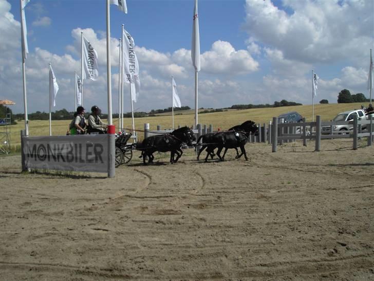 VM i kørsel for pony - marathon - Thomas Petersen - Danmark billede 19