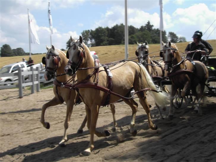 VM i kørsel for pony - marathon - Mia Allo - Belgien billede 20