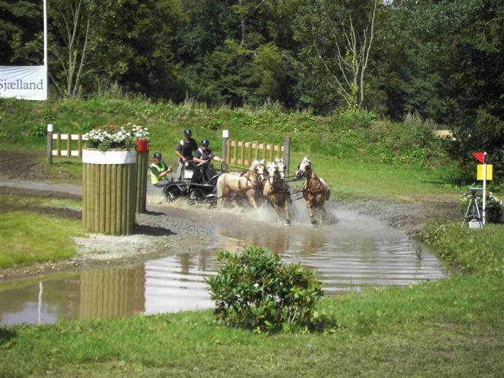 VM i kørsel for pony - marathon - Mia Allo - Belgien billede 21