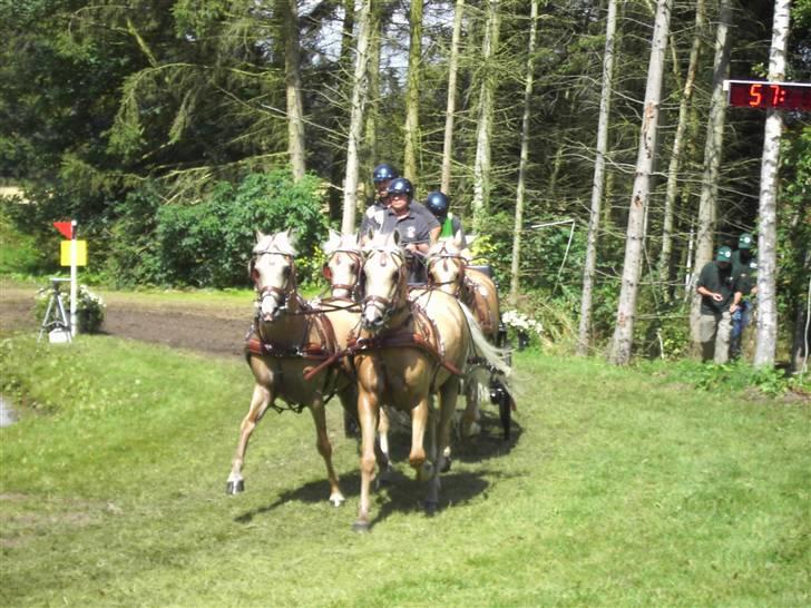 VM i kørsel for pony - marathon - Mia Allo - Belgien billede 22