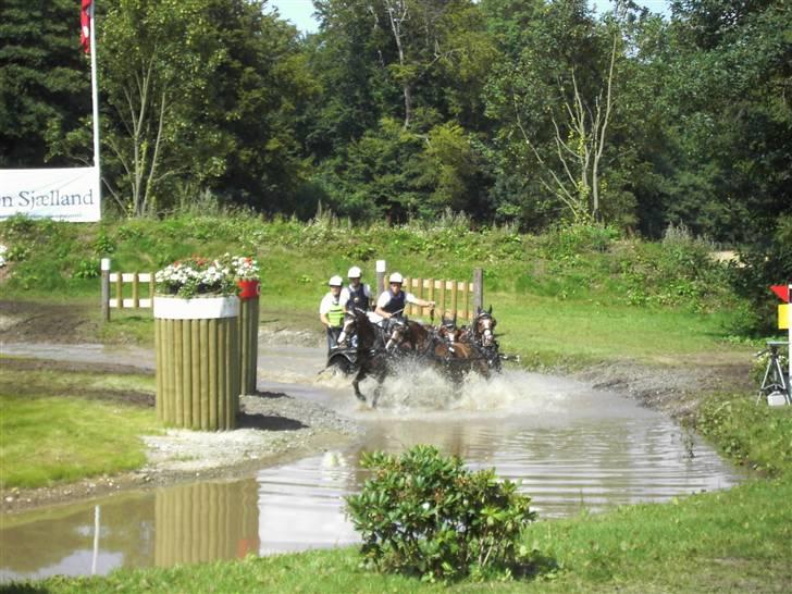 VM i kørsel for pony - marathon - Tyskland billede 23