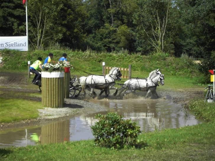 VM i kørsel for pony - marathon - Ulf Mattsson - Sverige billede 24