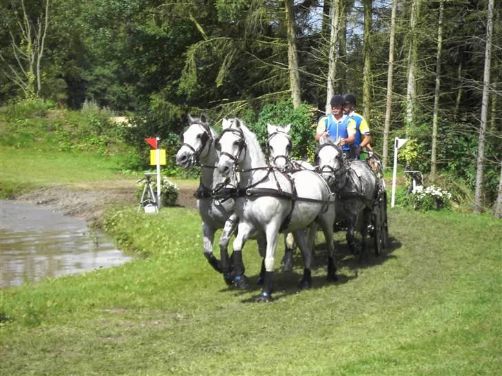 VM i kørsel for pony - marathon - Ulf Mattsson - Sverige billede 25