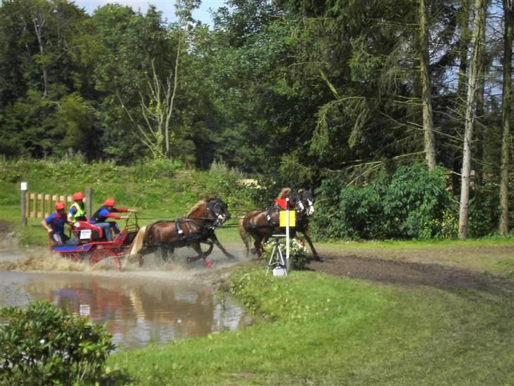 VM i kørsel for pony - marathon billede 26