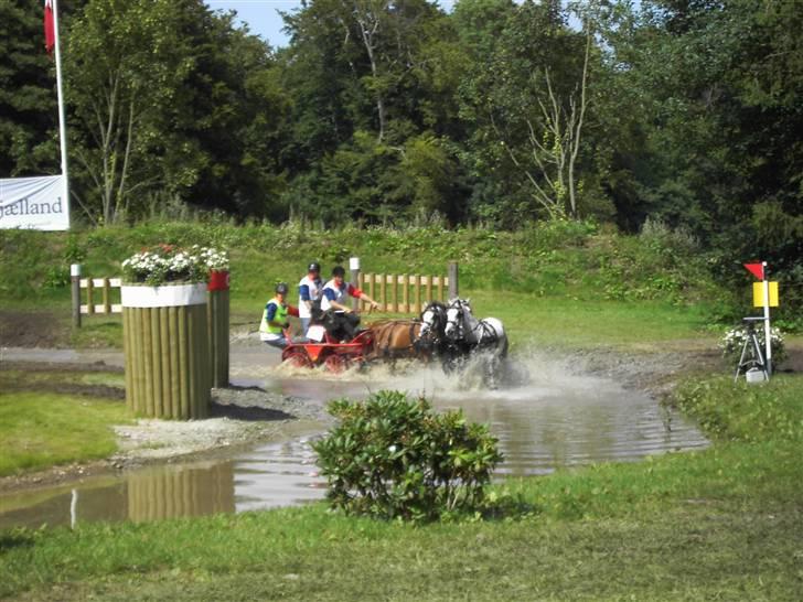 VM i kørsel for pony - marathon billede 27