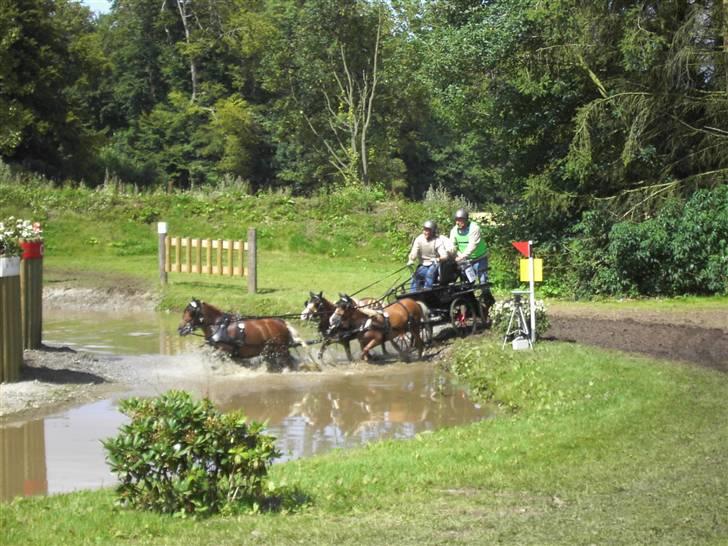 VM i kørsel for pony - marathon - Anette Holst - Danmark billede 28
