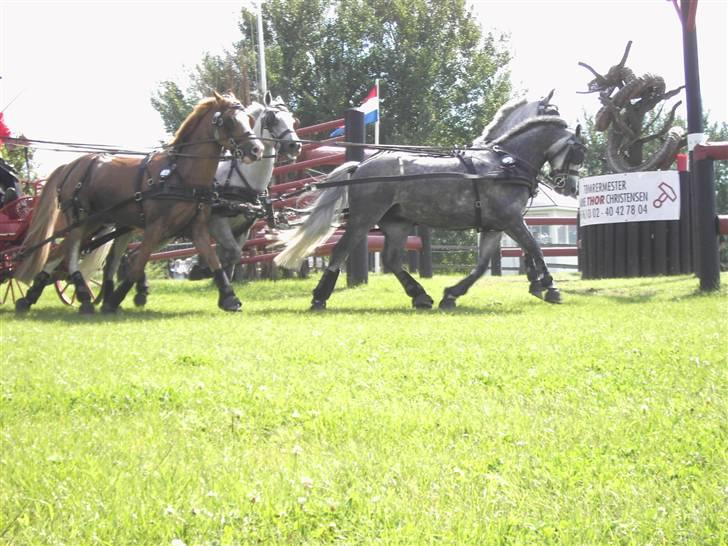 VM i kørsel for pony - marathon billede 29