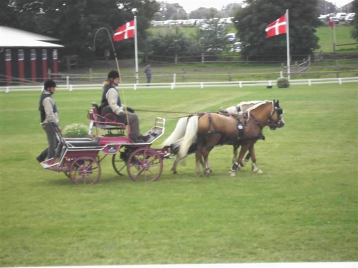 VM i kørsel for pony - marathon billede 31