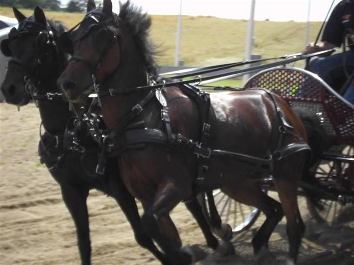VM i kørsel for pony - marathon - Karel Van Vekem - Holland billede 34