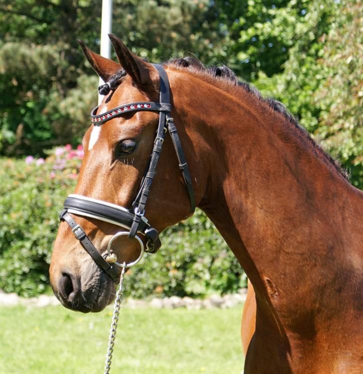 Vores SD udstyr .. - Smalt buet pandebånd med 8mm light siam og crytal sten.Næsebånd også fra SD. Mærke: stübben. billede 11