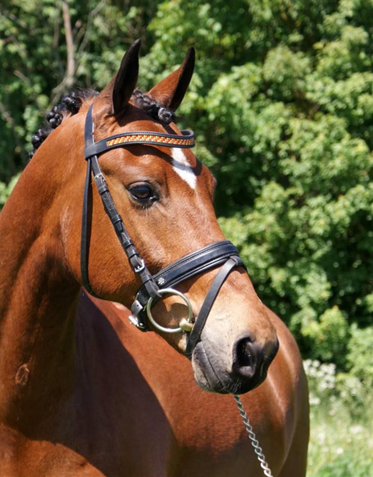 Vores SD udstyr .. - Har selv designet pandebåndet her som er sponseret af af SD. Det er 3 mm sten i fireopal, sun og light topaz og alm. buet.
Næsebånd fra SD med blomst, crystal/stort . Mærske: stübben. billede 12