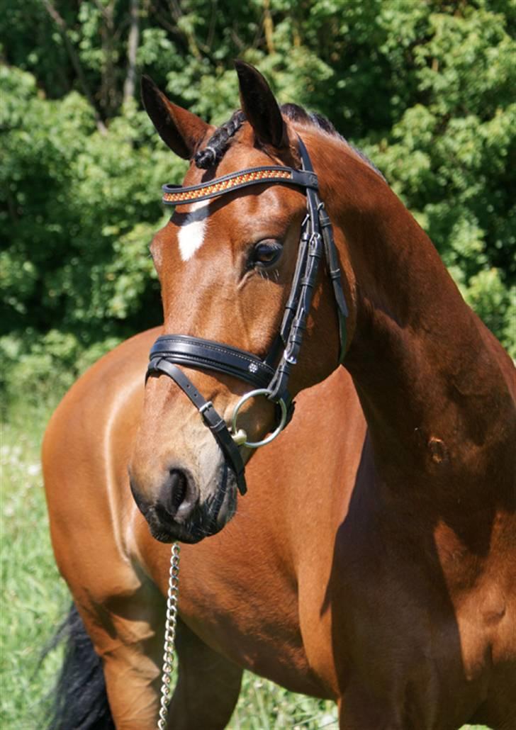 Vores SD udstyr .. - Har selv designet pandebåndet her som er sponseret af af SD. Det er 3 mm sten i fireopal, sun og light topaz og alm. buet.
Næsebånd fra SD med blomst, crystal/stort . Mærske: stübben. billede 13