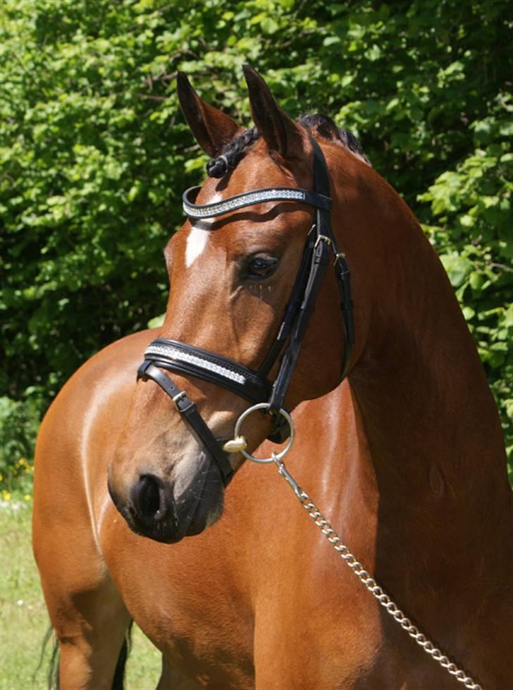 Vores SD udstyr .. - Trense sponseret af SD. Næsebånd og smalt buet pandebånd med 5mm Swarovski sten og Chatons. Hele trensen er mærket Stübben. billede 14