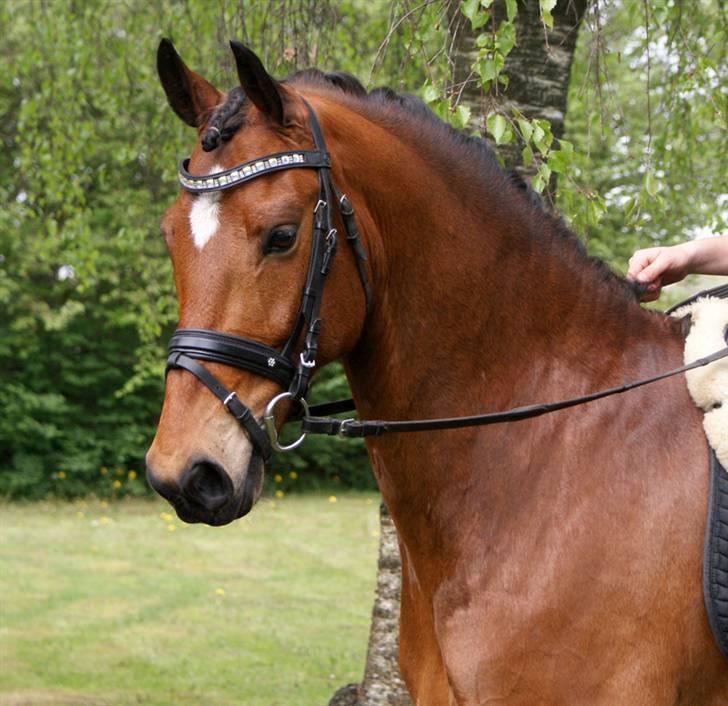 Vores SD udstyr .. - Mit ALLER FØRSTE pandebånd fra SD. Fik det i julegave i 2007 :O)
Pandebåndet er almindeligt buet og med sten i formene firkanter og rektangler i AB Crystal :O)
Næsebåndet er af mærket stübben med en blomst i sort/crystal.. billede 29