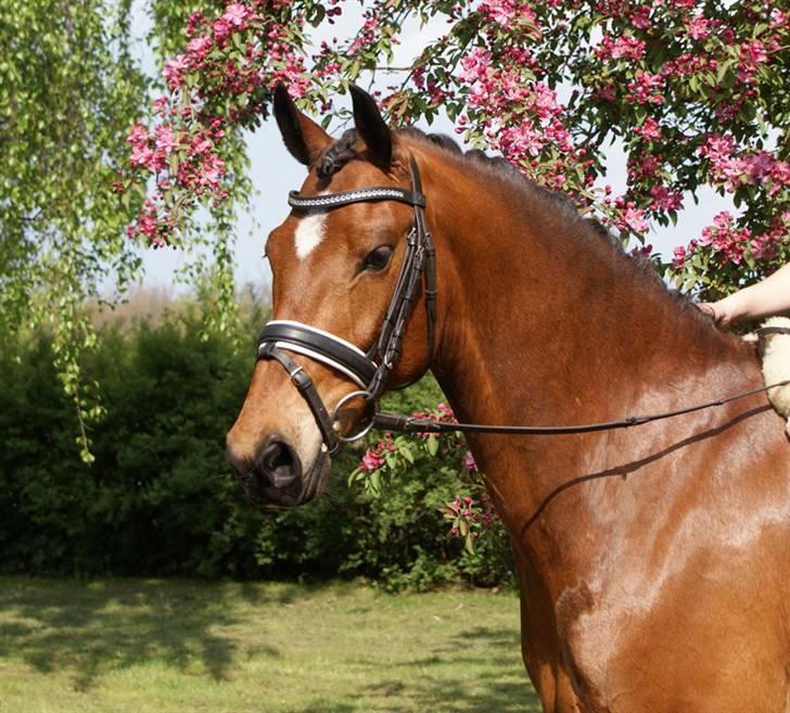 Vores SD udstyr .. - Smalt buet pandebånd med 8mm sten i crystal. 
Trensen er af mærket stübben. billede 30