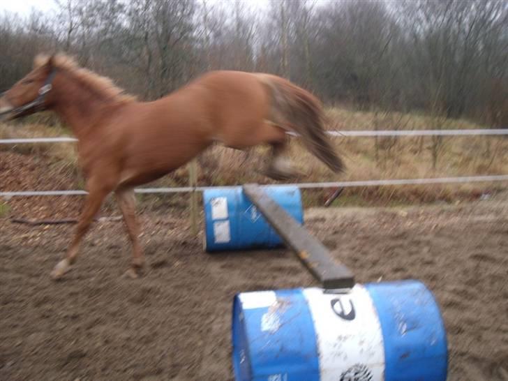Nogen billeder af hypperne billede 19