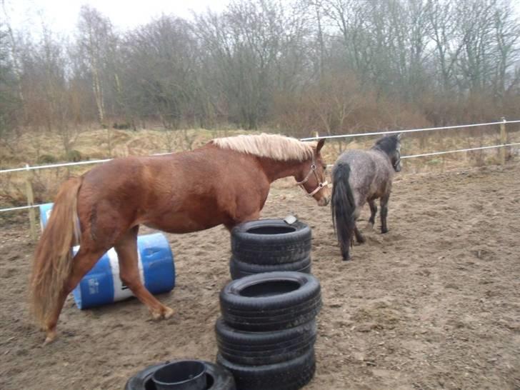 Nogen billeder af hypperne billede 22