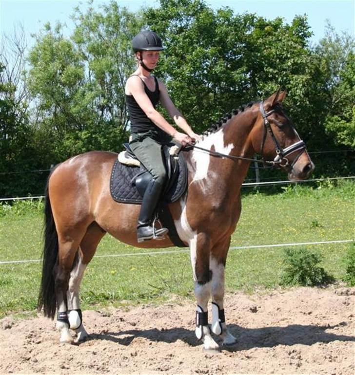 Solgte ponyer/heste fra Stutteri Højgård som jeg har redet - Saron Højgård

Far: Safari Højgård PIH 52
Pintovallak
Født: 2006 ; Stg. ca. 155cm
Han er d. 17. juni 2009 solgt til Jette Brandt. billede 1