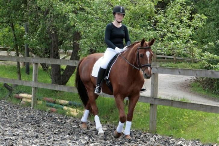 Dressur stævne på May - Foto: Rikke Laybourn billede 2
