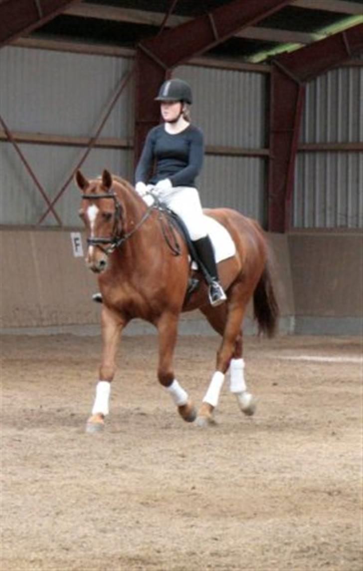 Dressur stævne på May - Foto: Rikke Laybourn billede 3