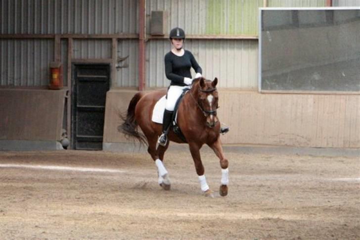 Dressur stævne på May - Foto: Rikke Laybourn billede 4