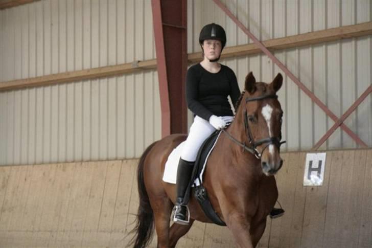 Dressur stævne på May - Foto: Rikke Laybourn billede 5