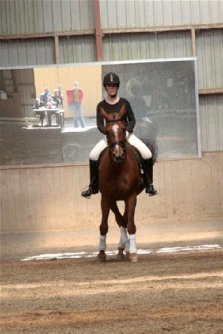 Dressur stævne på May - Foto: Rikke Laybourn billede 6