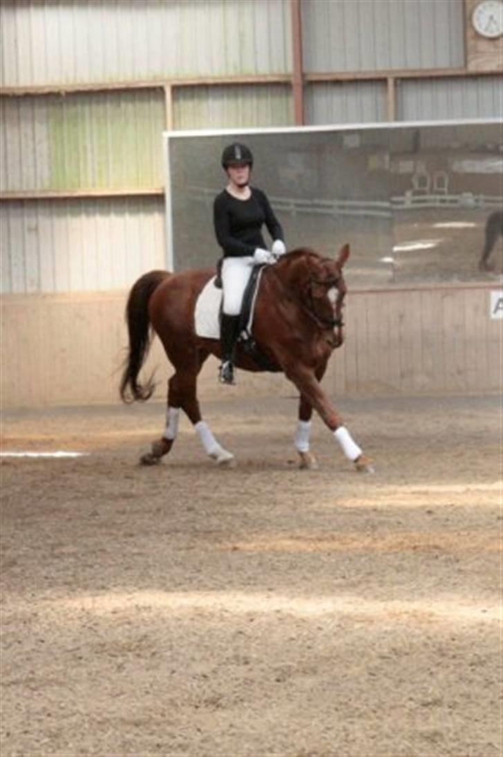 Dressur stævne på May - Foto: Rikke Laybourn billede 7