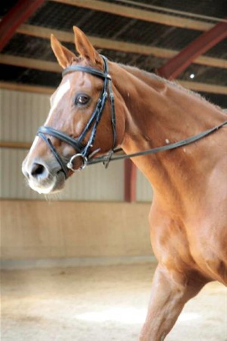 Dressur stævne på May - Foto: Rikke Laybourn billede 8