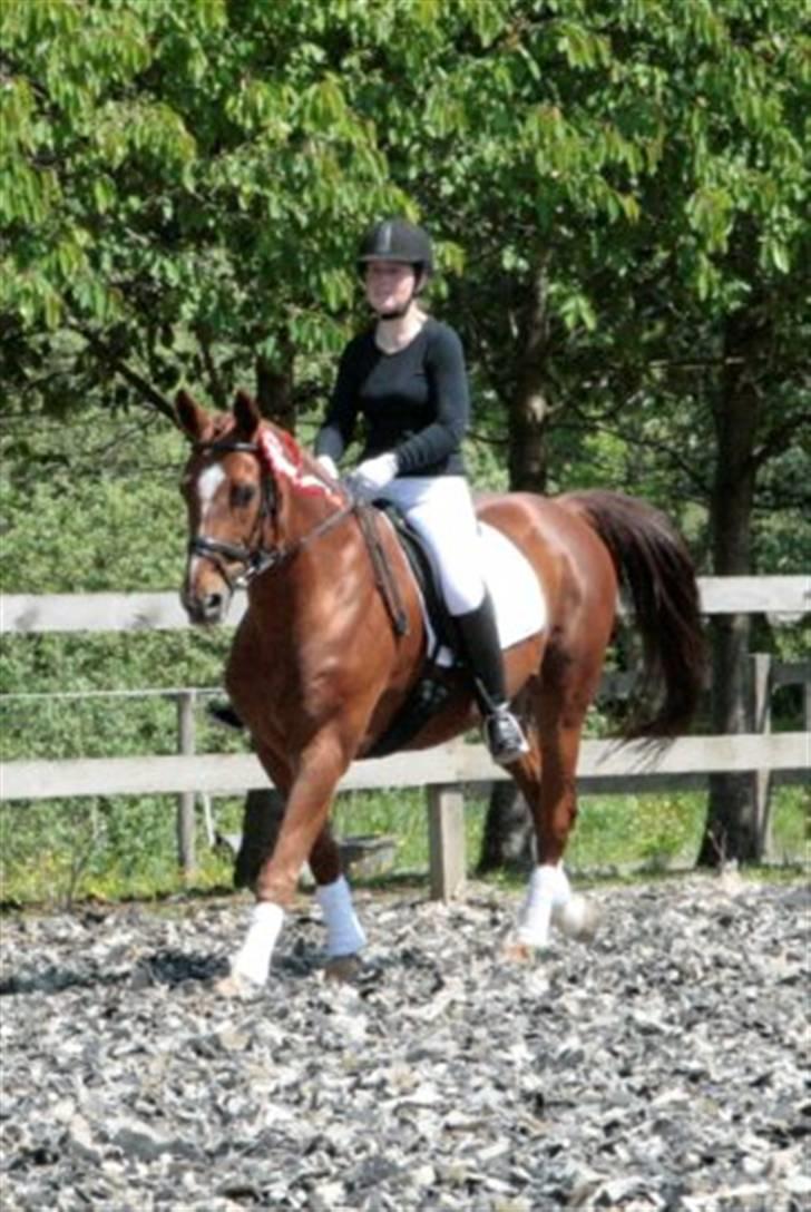 Dressur stævne på May - Foto: Rikke Laybourn billede 9