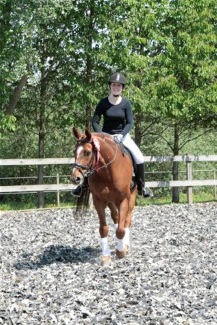 Dressur stævne på May - Foto: Rikke Laybourn billede 10