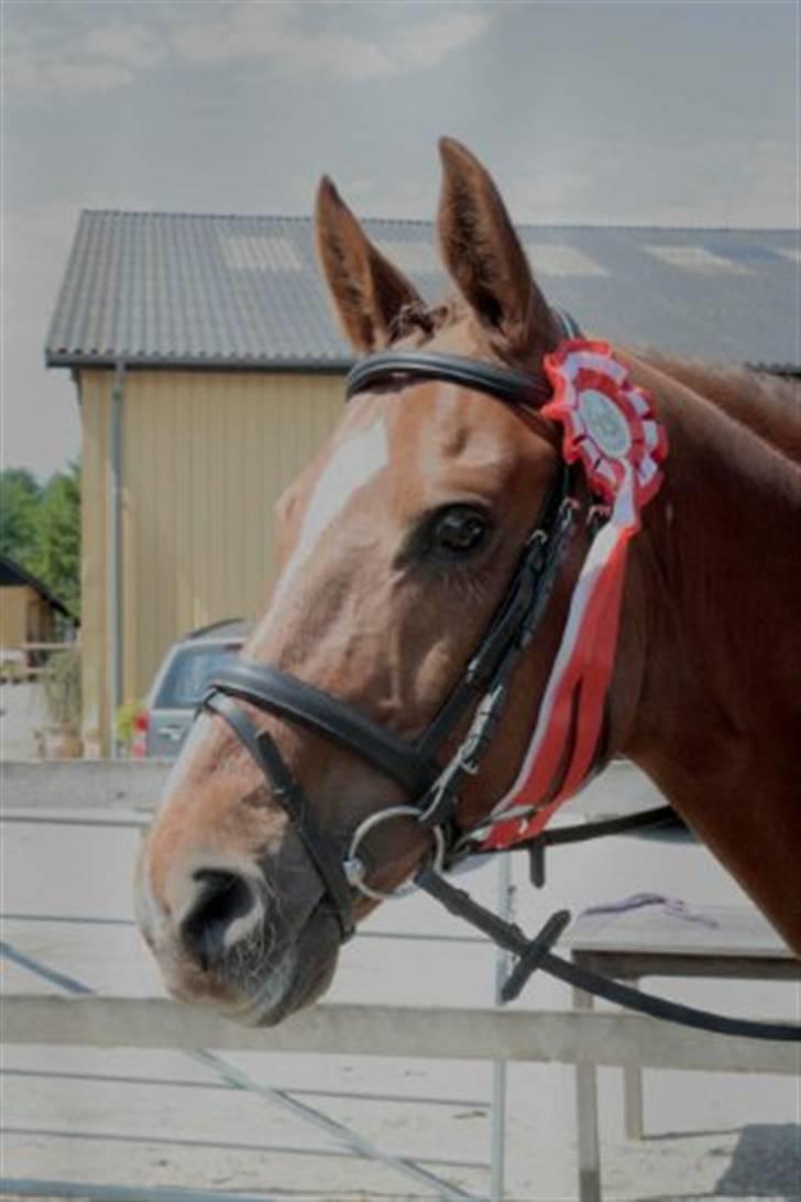 Dressur stævne på May - Foto: Rikke Laybourn billede 1