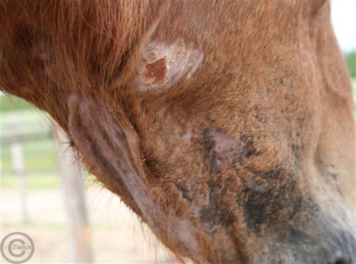 Udslæt :. mineralmangel  eller .. - Dyrlæge anbefaler vask med Medi-skrub. plus pred. inj. mod kløe.
maj 09.
Agronom mener det drejer sig om mineralmangel, især Zink.^
Måske også fuglelus. billede 1