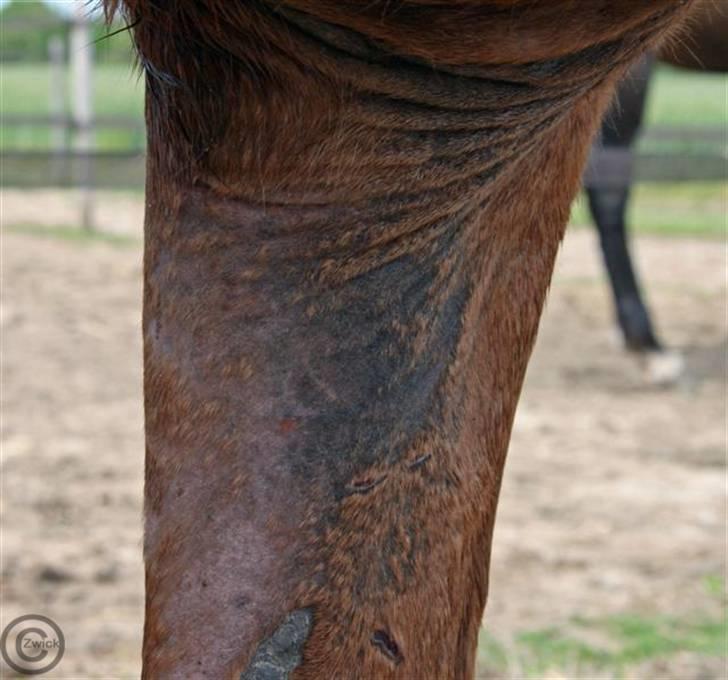 Udslæt :. mineralmangel  eller .. - Maj 09 billede 2