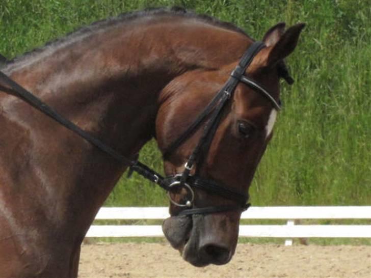 Dressurstævne i Sydjysk rideklub Rødekro billede 7