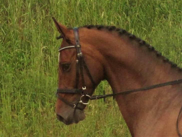 Dressurstævne i Sydjysk rideklub Rødekro billede 20