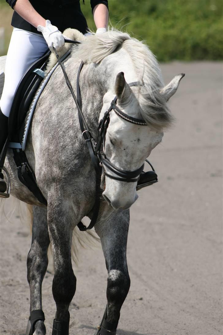 Spring i DSM rideklub den 21 juni 2009 billede 30