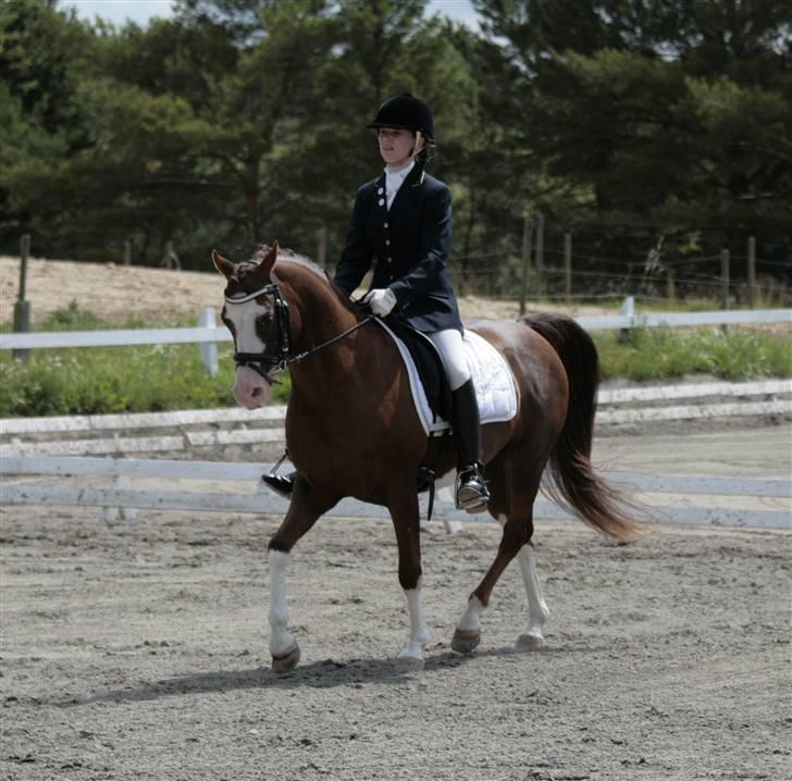 Rebecca Faurskov og Stendyssens Jappeloup (Første stævne) billede 2