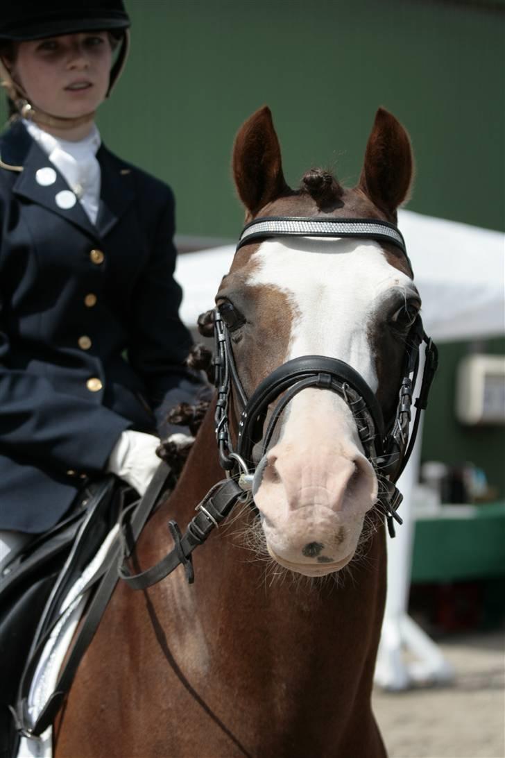 Rebecca Faurskov og Stendyssens Jappeloup (Første stævne) billede 4