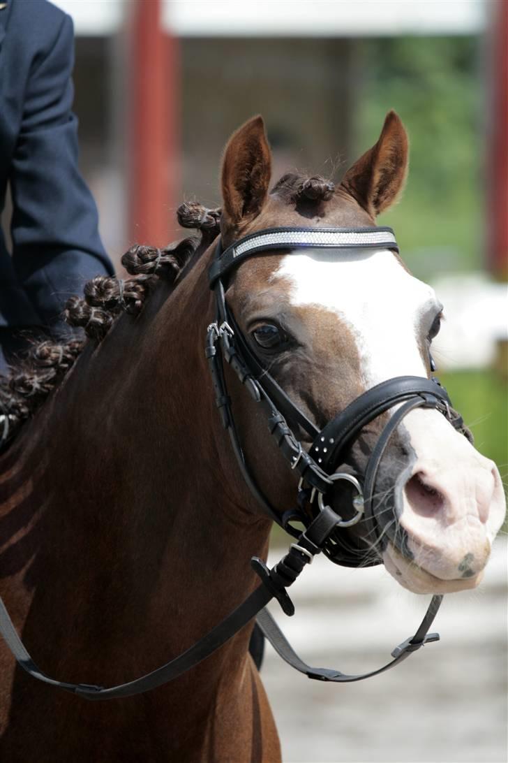 Rebecca Faurskov og Stendyssens Jappeloup (Første stævne) billede 5