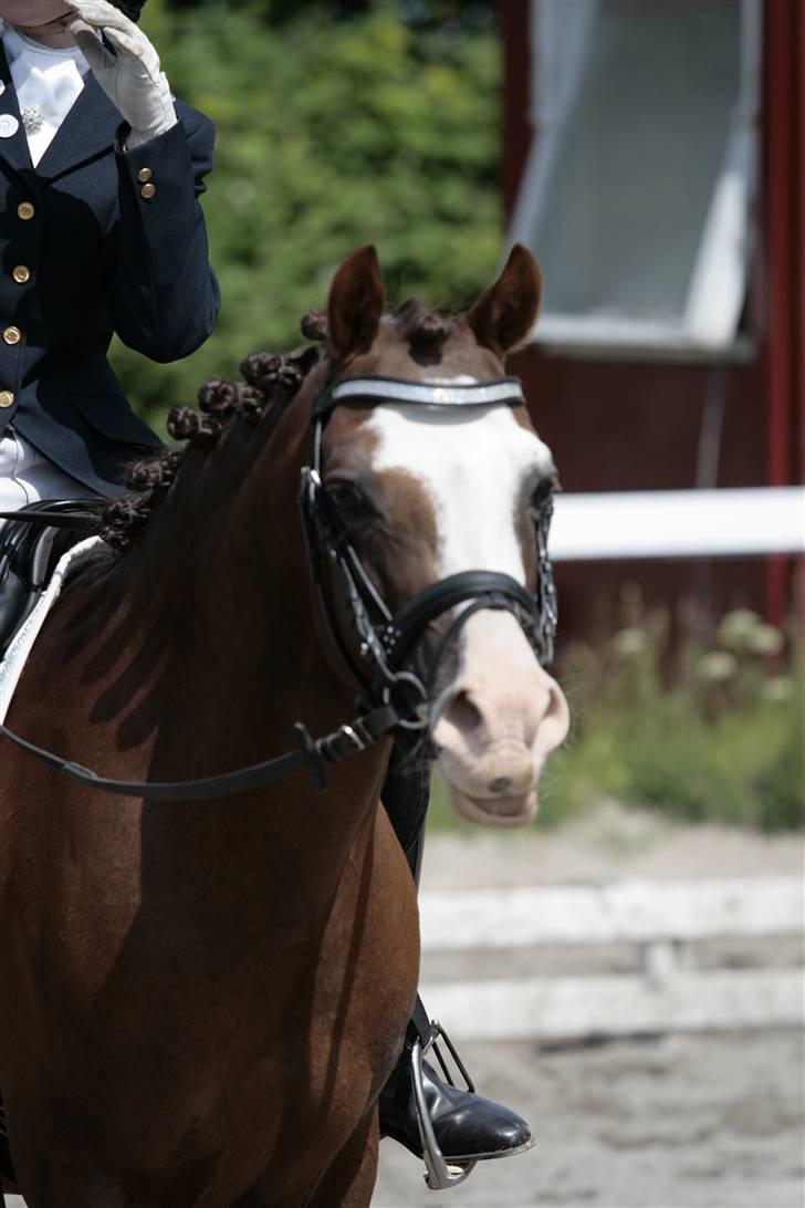 Rebecca Faurskov og Stendyssens Jappeloup (Første stævne) billede 6