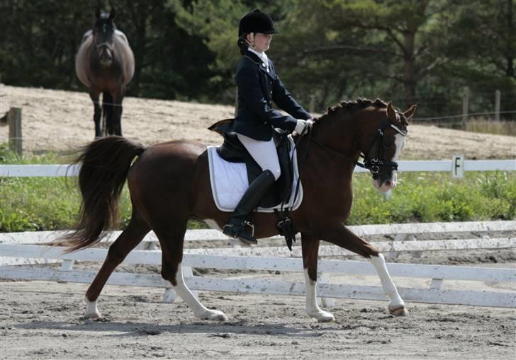 Rebecca Faurskov og Stendyssens Jappeloup (Første stævne) billede 9
