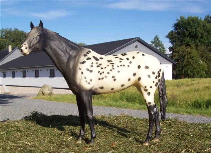 Breyer modelheste - Nu med nye billeder! - Wap Spotted - Appaloosa sporthorse billede 12