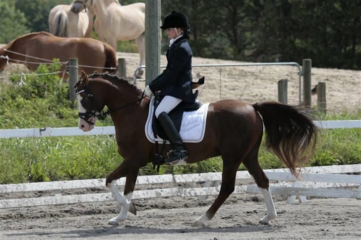 Rebecca Faurskov og Stendyssens Jappeloup (Første stævne) billede 15