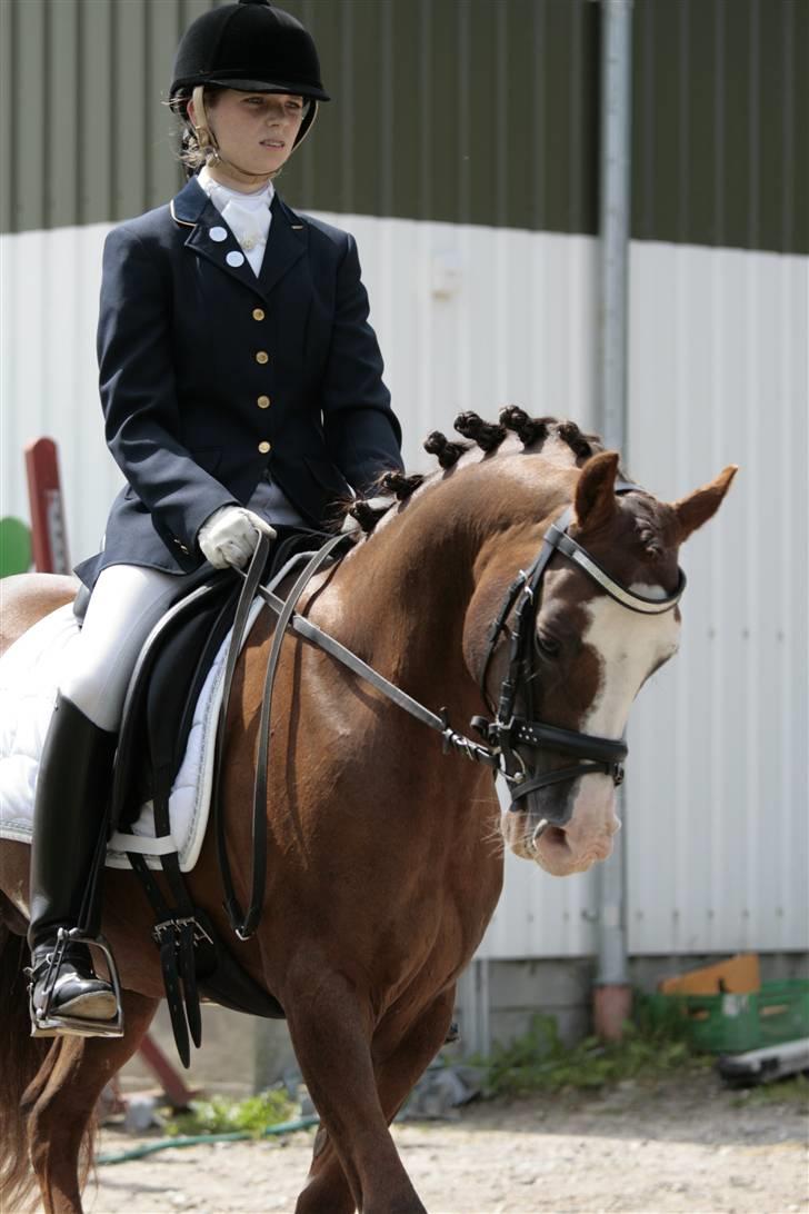 Rebecca Faurskov og Stendyssens Jappeloup (Første stævne) billede 18