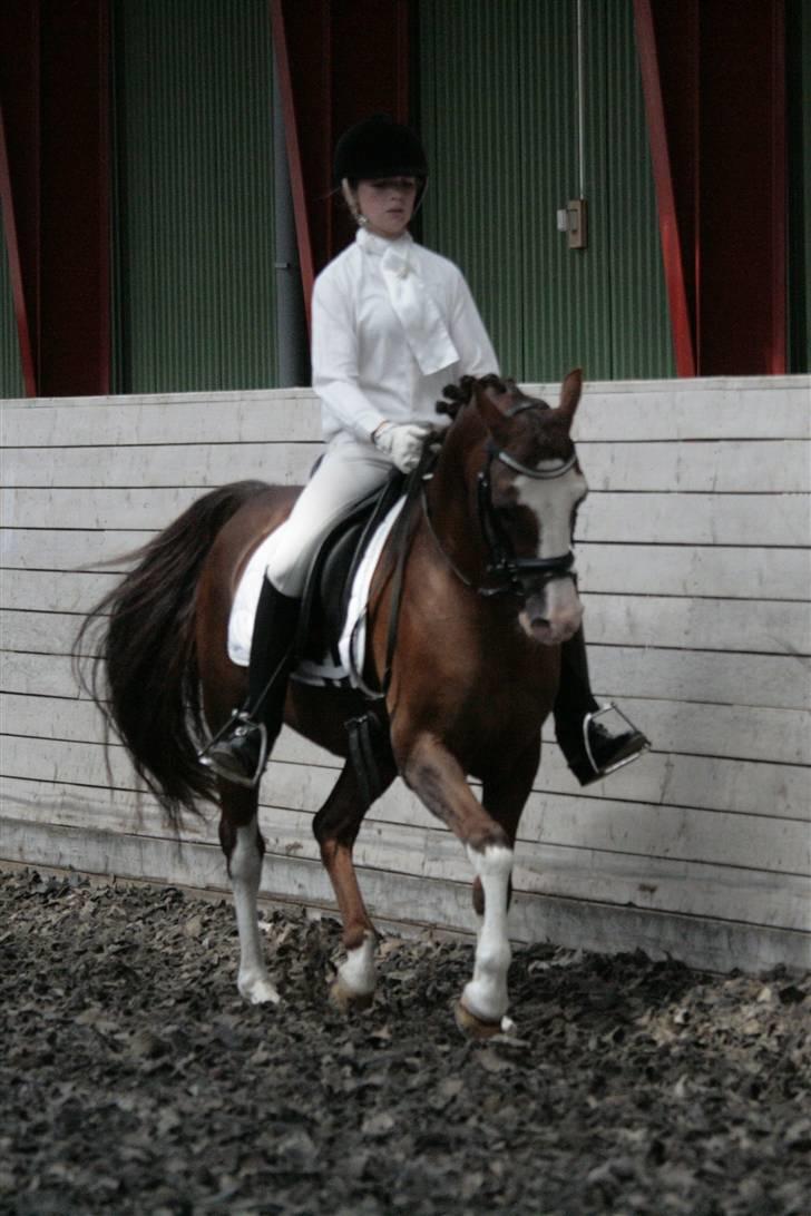 Rebecca Faurskov og Stendyssens Jappeloup (Første stævne) billede 19