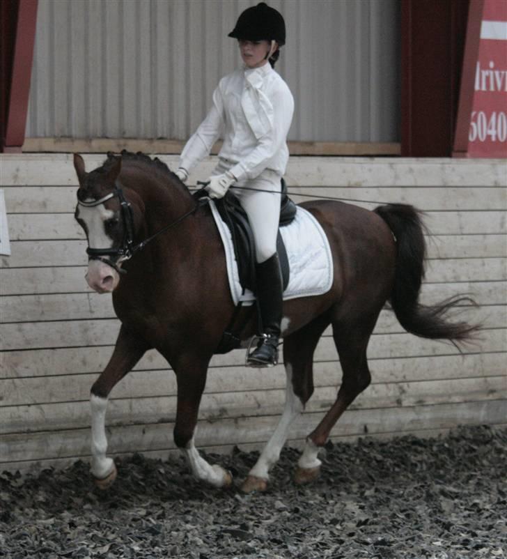 Rebecca Faurskov og Stendyssens Jappeloup (Første stævne) billede 21