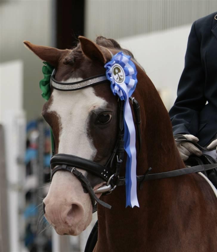 Rebecca Faurskov og Stendyssens Jappeloup (Første stævne) billede 22